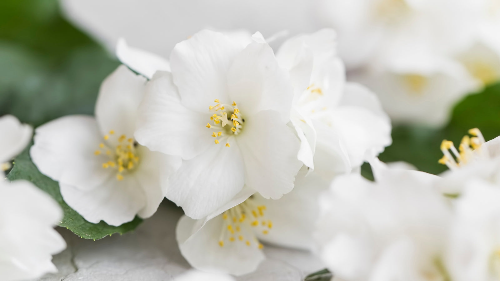 Bougie Parfumée TRÉSOR DE JARDIN