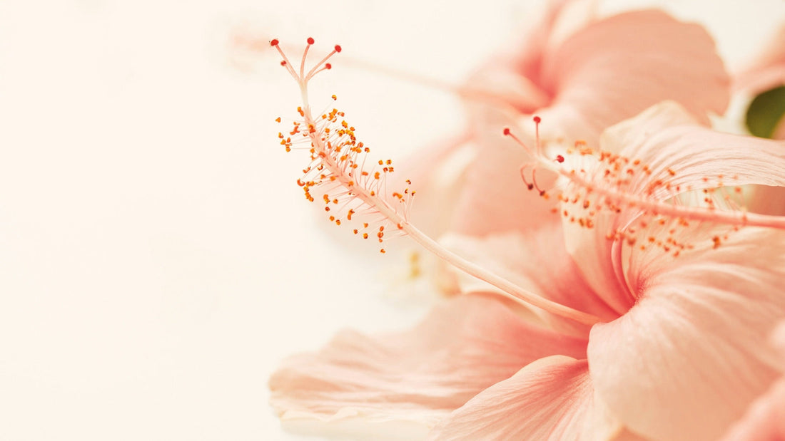 MILLE PROMESSES